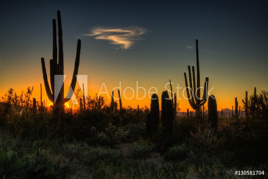 Picture of Saguaro National Park